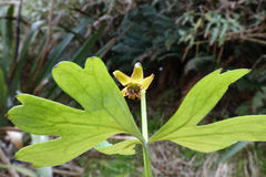 Anemonastrum tenuicaule