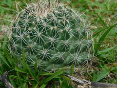 Coryphantha clavata clavata