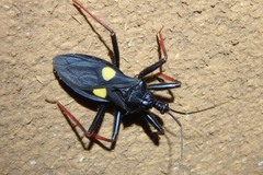 Acanthaspis bistillata