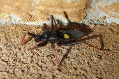 Acanthaspis bistillata