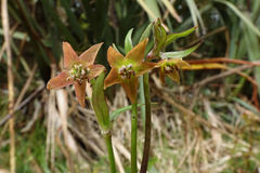 Anemonastrum tenuicaule