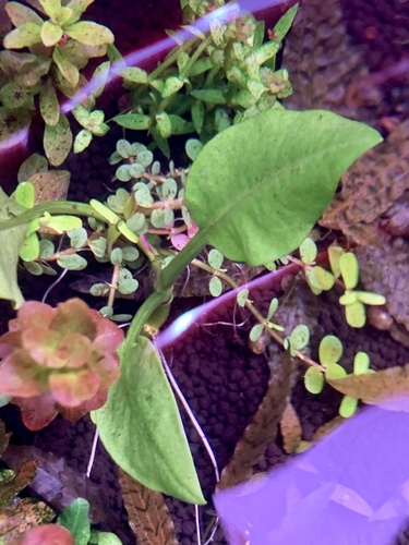 Florida dock (Rumex floridanus)