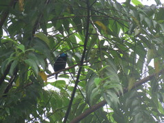 Dacnis venusta