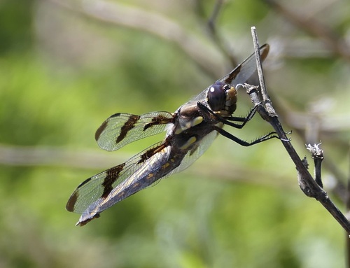 Twelve-spotted skimmer