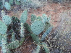 Opuntia engelmannii engelmannii