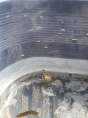 Ancylus fluviatilis