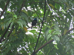 Dacnis venusta