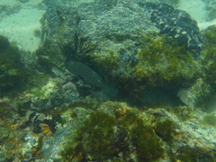 Dermatolepis dermatolepis