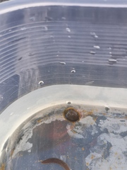 Ancylus fluviatilis