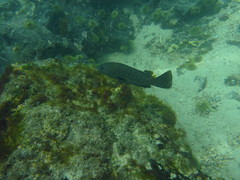 Dermatolepis dermatolepis