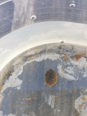 Ancylus fluviatilis