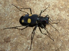 Cicindela bicolor