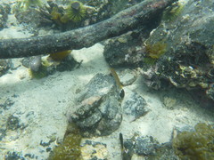 Halichoeres dispilus