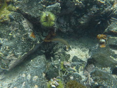 Halichoeres dispilus