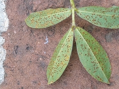 Puccinia arachidis