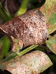 Puccinia arachidis