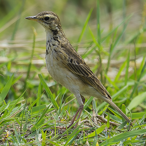 African Pipit