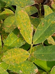 Puccinia arachidis