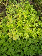 Puccinia arachidis