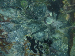 Dermatolepis dermatolepis