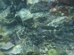 Dermatolepis dermatolepis