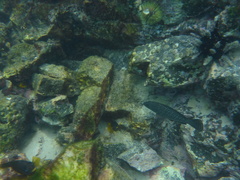 Dermatolepis dermatolepis