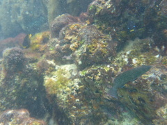 Dermatolepis dermatolepis