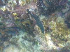 Dermatolepis dermatolepis