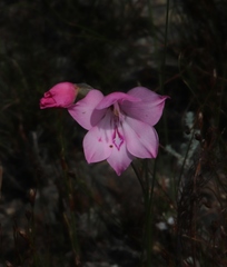 Gladiolus inflatus