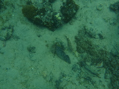 Serranus psittacinus