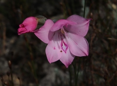 Gladiolus inflatus