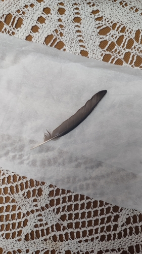 Plume de Étourneau unicolore