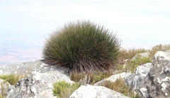 Askidiosperma andreaeanum