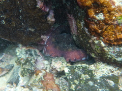Octopus oculifer