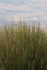 Askidiosperma andreaeanum