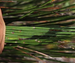 Askidiosperma andreaeanum