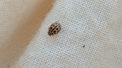 16-spot Ladybird, Noordwijkerhout, Nederland, photo 10 of 10