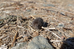Microtus californicus