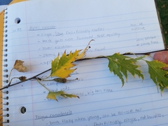 Betula pendula