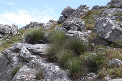 Askidiosperma andreaeanum