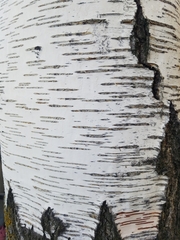 Betula pendula