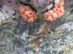 Tubastraea