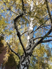 Betula pendula