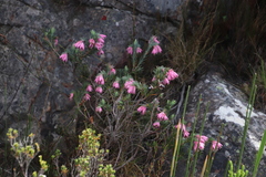 Erica glauca elegans