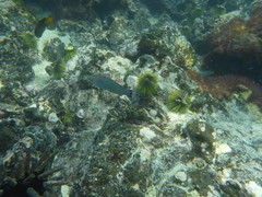 Halichoeres dispilus