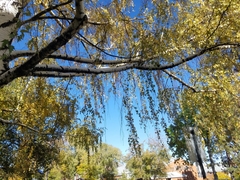 Betula pendula