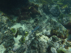 Halichoeres dispilus