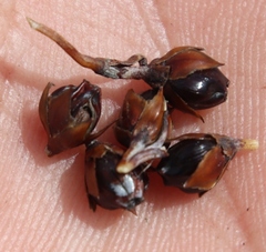 Askidiosperma andreaeanum