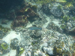 Halichoeres dispilus