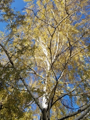 Betula pendula